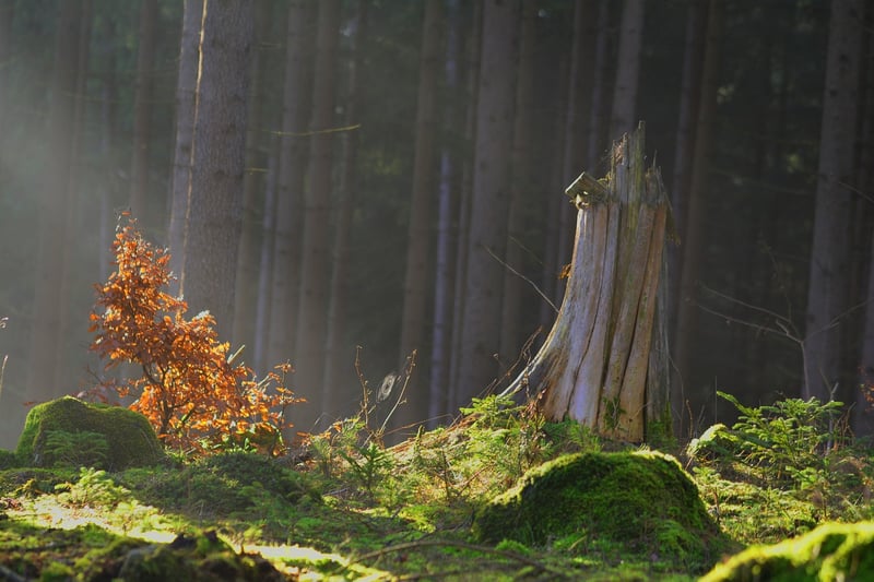 Enchanted Forest Florals