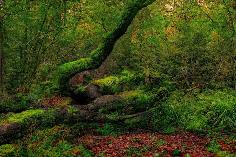 Enchanted Arboretum