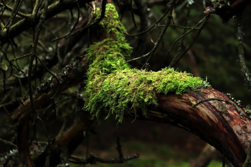 Mystical Mossy Hollow